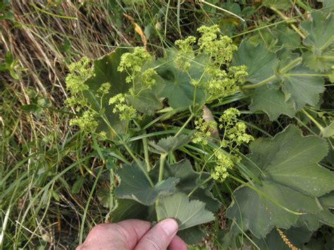 Alchemilla Mollis Rosaceae Image At Phytoimages Siu Edu