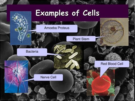 cell anatomy powerpoint    id