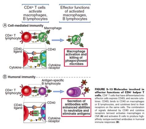 Immunology T Cell Mediated Immunity Pt Flashcards Quizlet