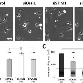 Effect Of Molecular Knockdown Of Orai Stim Or Pla G On The