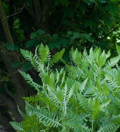 Light ferns stock photo. Image of forest, green, side - 54049974