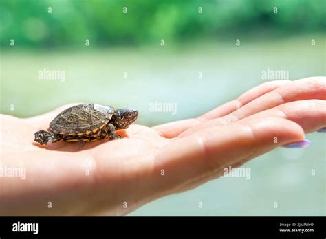 Small sea turtle Stock Photo - Alamy