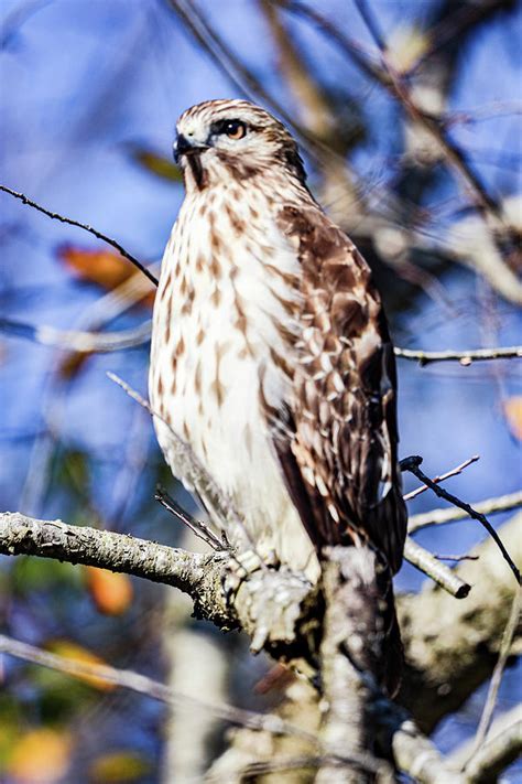 The Cooper Hawk Photograph by William E Rogers - Fine Art America