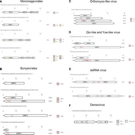 Graphical Representation Of The Novel Genome Organizations Of