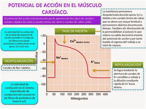 Blog De Fisiologia Basica De Maria Guadalupe Ortega Perez Potencial De