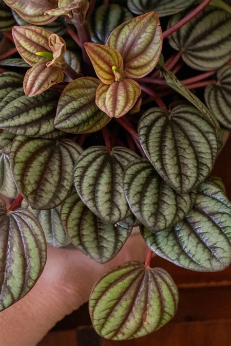 7 Things Every Peperomia Plant Owner Needs To Know