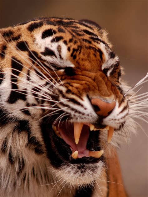 Snarling Tiger