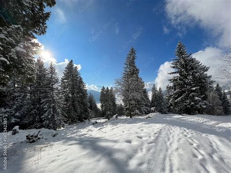 Picturesque canopies of alpine trees in a typical winter atmosphere ...