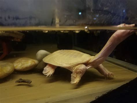 Albino Softshell Turtle