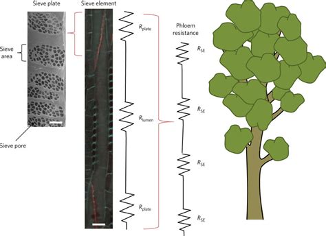 Diagram of sieve tube anatomy and structural parameters that contribute ...