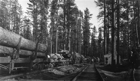 Another Early Shevlin Hixon Log Train In The Woods Outside Of Bend