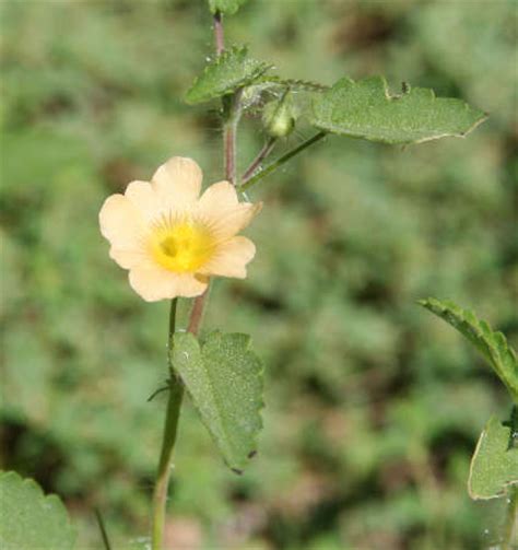 Sonoran Desert Plants Sida Abutifolia Spreading Fanpetals