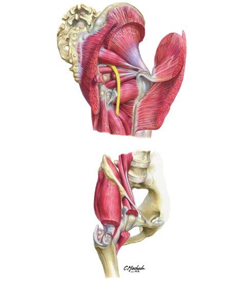 Arteries Of Femoral Head And Neck