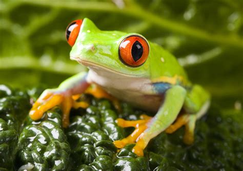 My Colorful Frogs HD Wallpapers New Tab Theme - MyStart