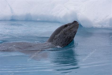 Leopard Seal, Antarctica — Stock Photo © fthuerig #73206173