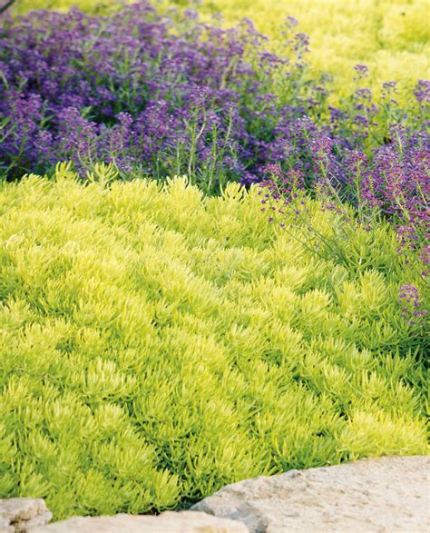 This Is A Drought Tolerant Sedum Named Lemon Coral Its Electric Green