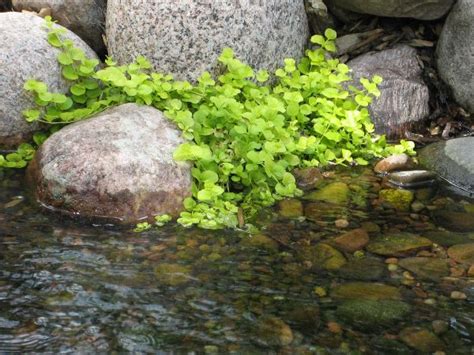 15 Best Water Plants For Indoors And Backyard Ponds