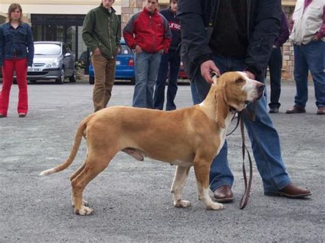 Chien courant espagnol caractère et éducation PagesJaunes