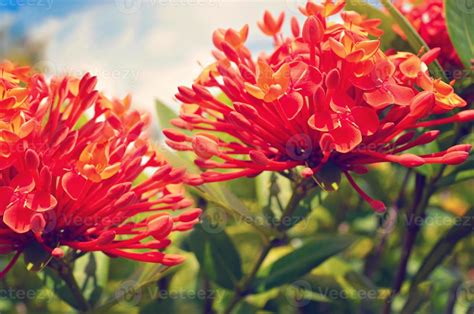 Bright orange hibiscus plant 1334177 Stock Photo at Vecteezy