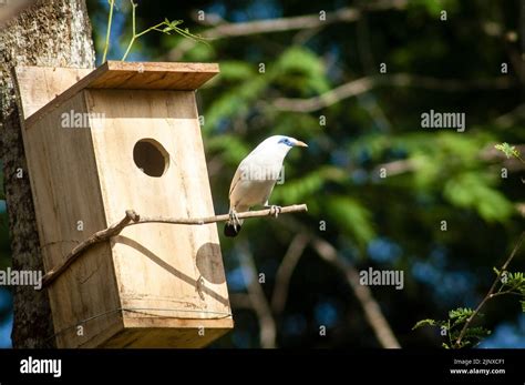 Bali starling breeding Stock Photo - Alamy