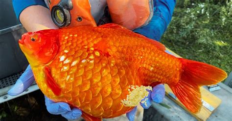 Goldfish Eggs: A Fascinating best Journey from Conception to Hatch 2023