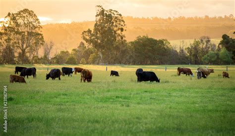 Australian cattle farm in Victoria, Australia - Buy this stock photo ...