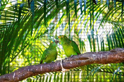 Birds of Parque Das Aves stock image. Image of garganta - 145683049