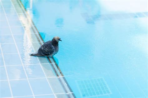 K Nnen Tauben Schwimmen Vogelfutterhaus