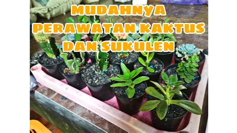 Cara Merawat Sukulen Dan Kaktus Youtube