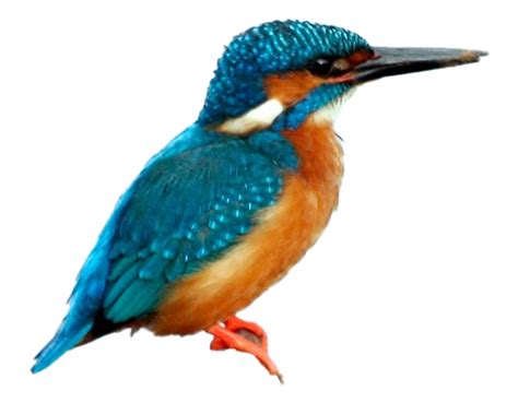 Kingfisher Bird Png Transparent Images