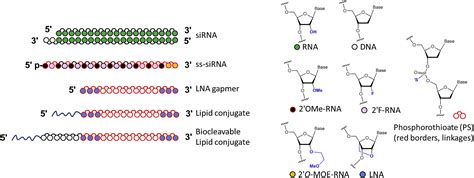 Locked Nucleic Acid Gapmers And Conjugates Potently Silence ADAM33 An