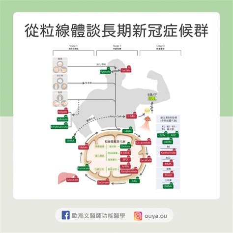 支持粒線體功能，改善長期新冠症狀 歐瀚文醫師│歐耶！功能醫學