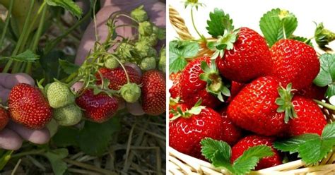 11 High Yielding Strawberry Varieties You Should Plant – Strawberry Plants