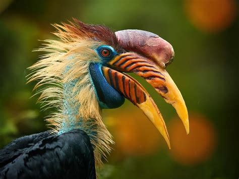 Diversity in Bird Beak Shapes: How Structure Defines… | Birdfact