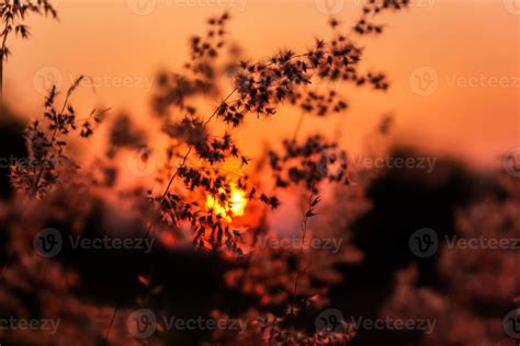 Meadow and sunset 753720 Stock Photo at Vecteezy