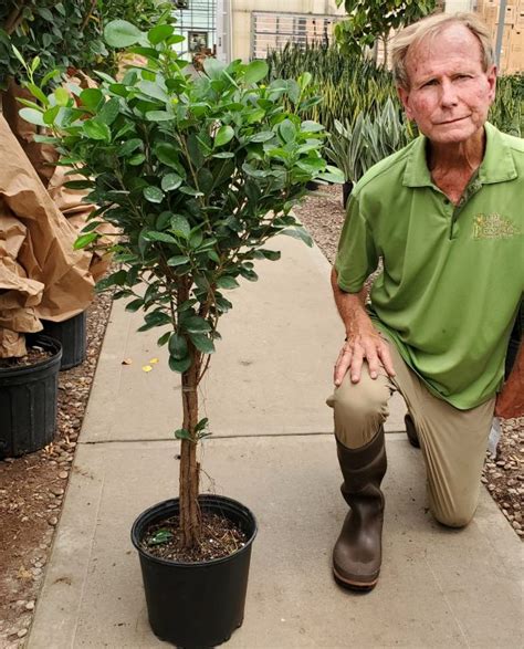 10 Ficus Moclame Multi Std NET Tri State Foliage In House Availability