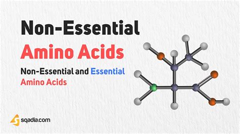 Non Essential And Essential Amino Acids