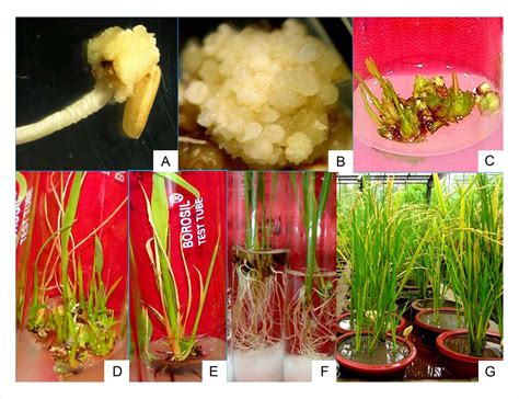 Figure 1 From An Efficient And Reproducible Method For Regeneration Of