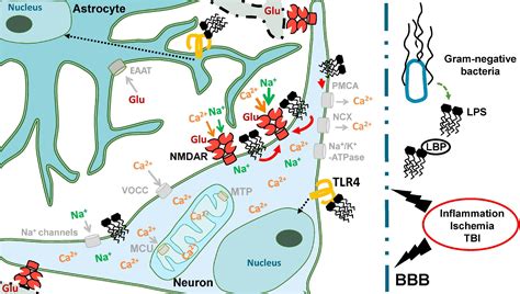 Frontiers Lipopolysaccharide From E Coli Increases Glutamate Induced