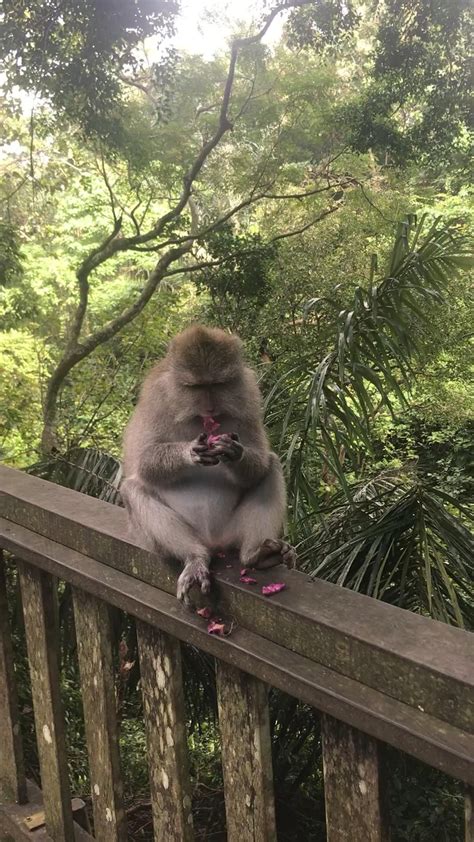 ubud monkey forest bali indonesia