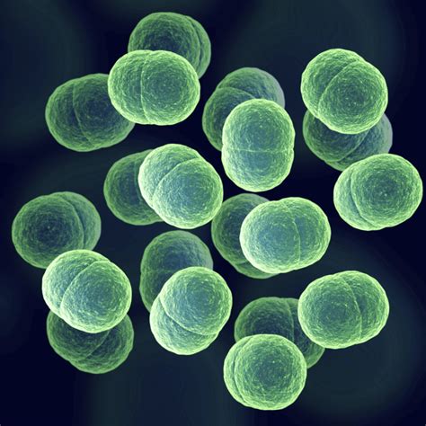 Environmental Isolate Case Files: Staphylococcus epidermidis ...