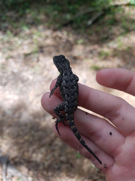 Eastern Fence Lizard : r/Lizards