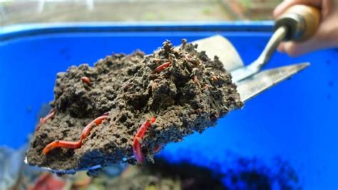 Manual De Vermicompostaje C Mo Hacer Vermicomposteras Y Humus De