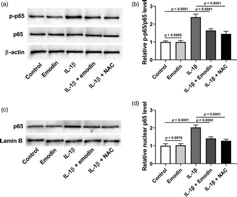 Emodin Attenuated Il 1β Induced Activation Of Nf κb In Npcs Npcs Were Download Scientific