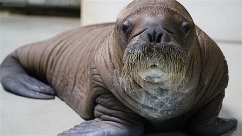 Whiskered Baby Walrus Born At Seaworld Orlando