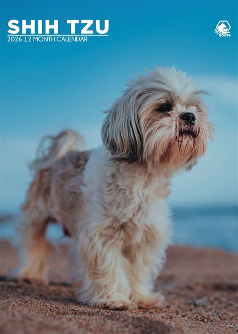 Shih Tzu A3 Kalender 2026 Kopen? Bestel eenvoudig Online