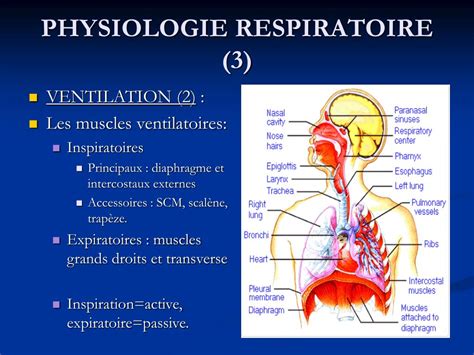 Ppt Detresse Respiratoire Aigue Powerpoint Presentation Free