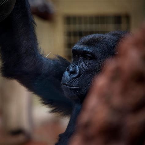 Premium Photo Close Up Of Monkey Looking Away