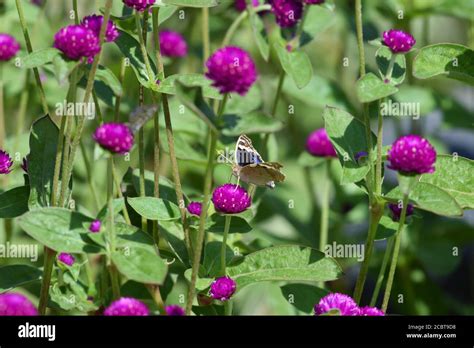 Supari phool hi-res stock photography and images - Alamy