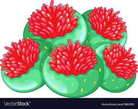 Coral Flower On White Background Royalty Free Vector Image